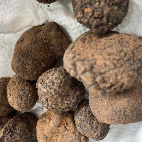 TÒFONA MELANOSPORUM SILVESTRE